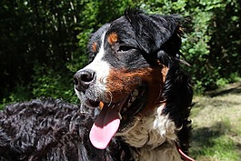 狗,伯恩山犬,大狗