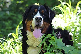 狗,伯恩山犬,大狗