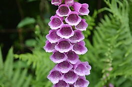 顶针,花,有毒