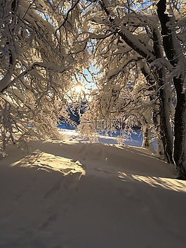 冬天,雪,林