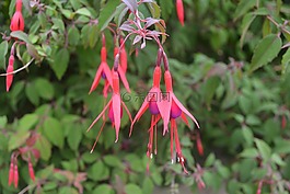 倒挂金钟,花,粉红色