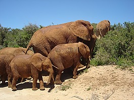 大象,野生,南非