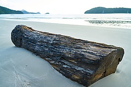 坯,木,树