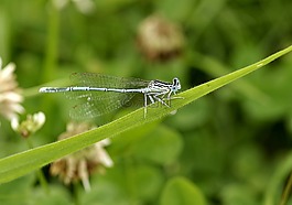 ważka,蓝色,昆虫