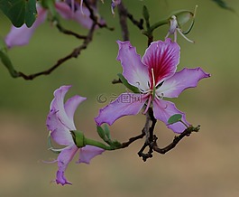 花,洋紫荆,菊