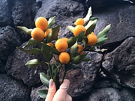 金橘,kkingkkang,工厂