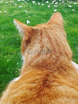 猫,tomcat的,ryšavá