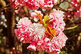 樱花,树,春天