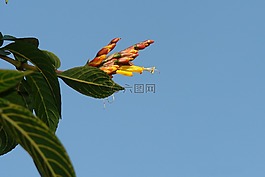 花,自然,植物