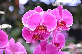 花朵兰花,亮粉红色,礼物提供