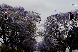 鲜花,紫色,集群