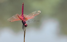蜻蜓,红蜻蜓,动物
