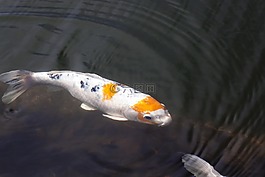 织锦鲤鱼,锦鲤,鲤鱼