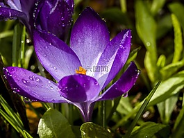 藏红花,花,开花