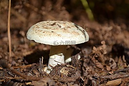 蟾蜍,大便,林地