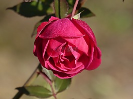 罗莎,罗西奥,花保鲜