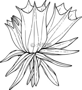 花,植物,野生