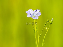 罩衫,花,厂