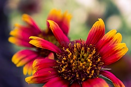 花,红色,橙色