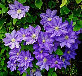 铁线莲,蓝色的花,蓝色