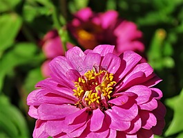 花,关闭了,粉红色