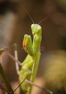 螳螂,性质,捕鱼蝗虫
