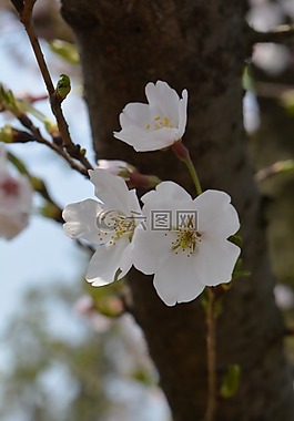 白色,樱花,春天