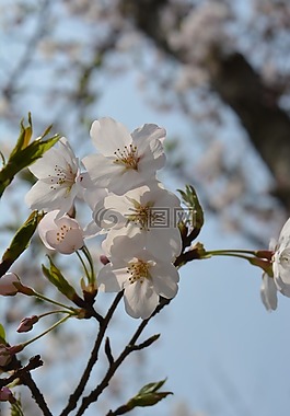 白色,樱花,春天