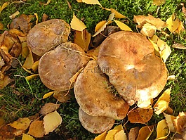 蘑菇的家庭,裸 shuffletruffle,有很多蘑菇