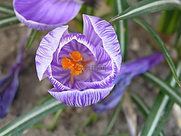 鲜花,花卉,小花