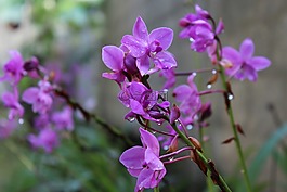 斯里兰卡,兰花,花