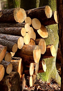 木桩,记录,木材切割