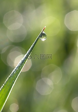 草,露水,背景虚化