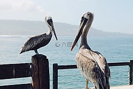 鹭,布里德,动物