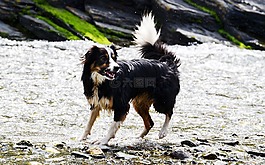 边境牧羊犬,狗,牧羊犬