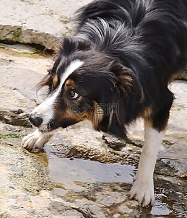 边境牧羊犬,狗,牧羊犬
