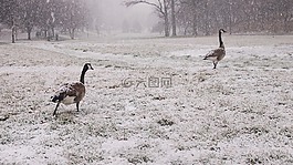 鹅,雪,雪原公园