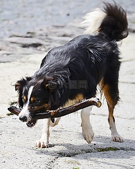 边境牧羊犬,狗,牧羊犬