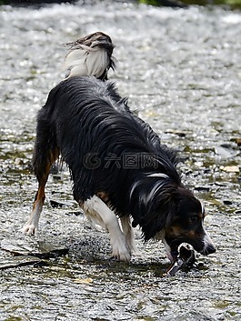 边境牧羊犬,狗,牧羊犬