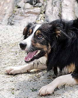 边境牧羊犬,狗,牧羊犬