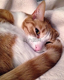 猫,带,红色的皮毛
