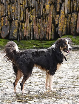 边境牧羊犬,狗,牧羊犬