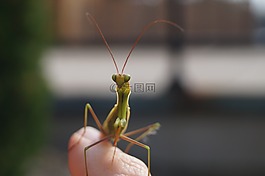螳螂,甲虫，昆虫,自然