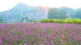 薰衣草,香草,花田