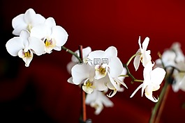 鲜花,花,兰花