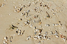 海滩,贻贝,海