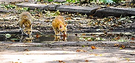 猫,喝水,水坑