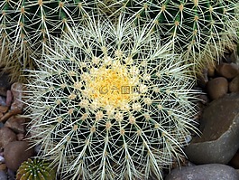 仙人掌,带刺,刺