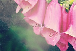 顶针,洋地黄,花