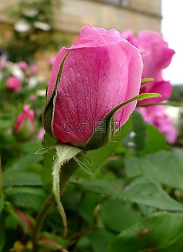 玫瑰花蕾,粉红玫瑰,芽
